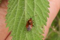 Deraeocoris ruber