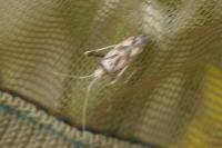 Phytocoris
