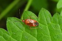 Deraeocoris ruber