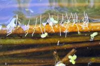 Ranatra linearis