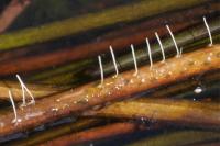 Ranatra linearis