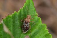 Rhopalus subrufus