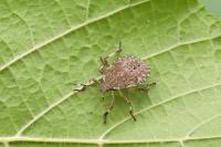 Halyomorpha halys