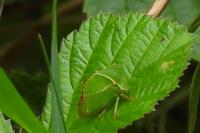 Stictocephala alta