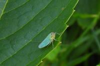 Cicadella viridis