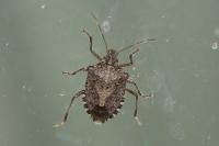 Halyomorpha halys