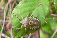 Rhaphigaster nebulosa