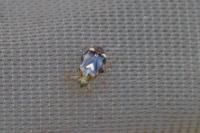 Liocoris tripustulatus
