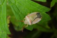 Piezodorus lituratus