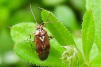 Lygus pratensis