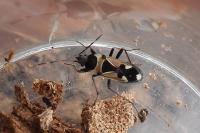Raglius confusus