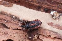 Rhynocoris annulatus