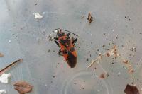 Corizus hyoscyami