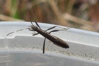 Micrelytra fossularum