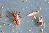 Corizus hyoscyami