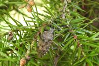 Rhaphigaster nebulosa