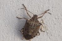 Halyomorpha halys