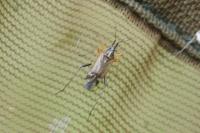 Harpocera thoracica