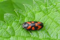 Cercopis vulnerata