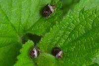 Stagonomus venustissimus