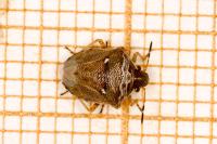 Eysarcoris ventralis