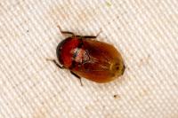 Penthimia nigra