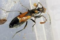 Pterotmetus staphyliniformis
