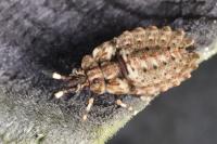 Aradus versicolor