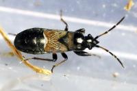 Macrodema microptera