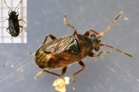 Stygnocoris sabulosus