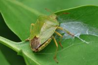 Palomena prasina