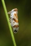 Tachycixius venustulus