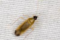 Phylus melanocephalus