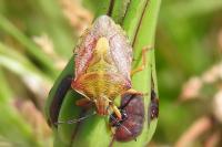 Carpocoris purpureipennis