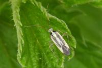 Stenotus binotatus