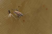 Horistus orientalis