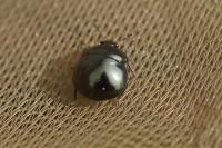 Coptosoma scutellatum