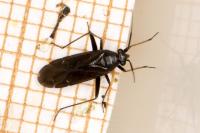 Orthocephalus saltator