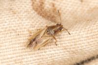 Cymus glandicolor