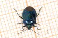 Zicrona caerulea