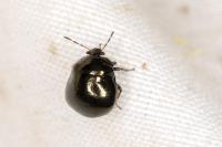 Coptosoma scutellatum
