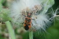 Corizus hyoscyami