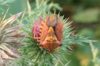 Carpocoris purpureipennis