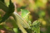 Stictocephala alta