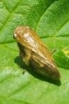 Aphrophora alni