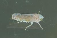 Synophropsis lauri