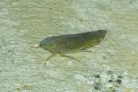 Synophropsis lauri