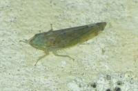 Synophropsis lauri