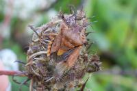 Carpocoris purpureipennis