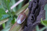 Piezodorus lituratus